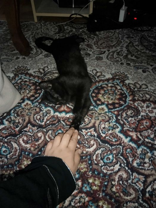 Котенок в добрые руки