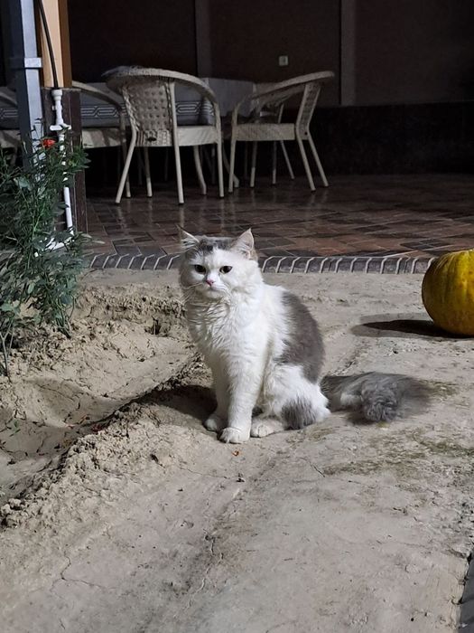 Отдам кота в добрые и ответственные руки.

Кот здоровый, ласковый и до