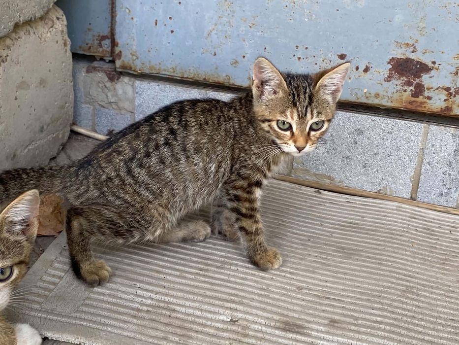 Подарявам котета