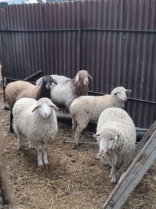 Кой,токты, баран,овцы