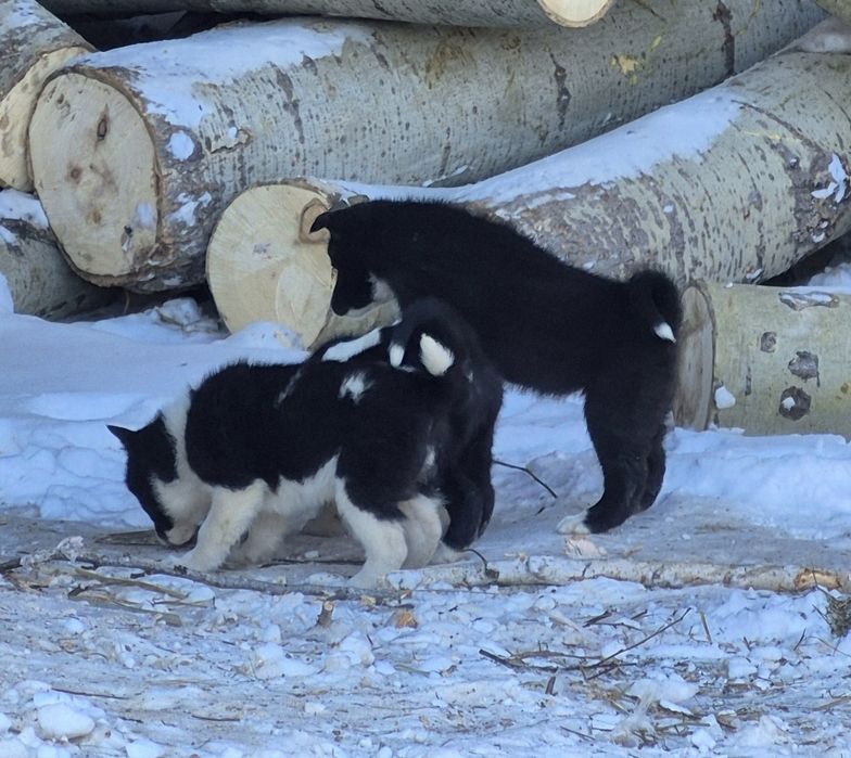 Щенки русско-европейской лайки