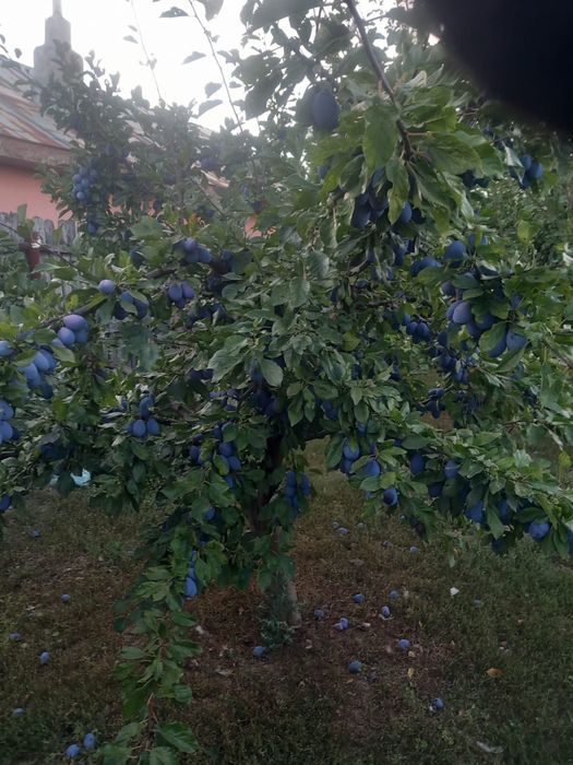 Prune soi Stanley