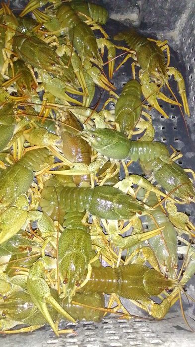 Раки оптом 30+ продам.