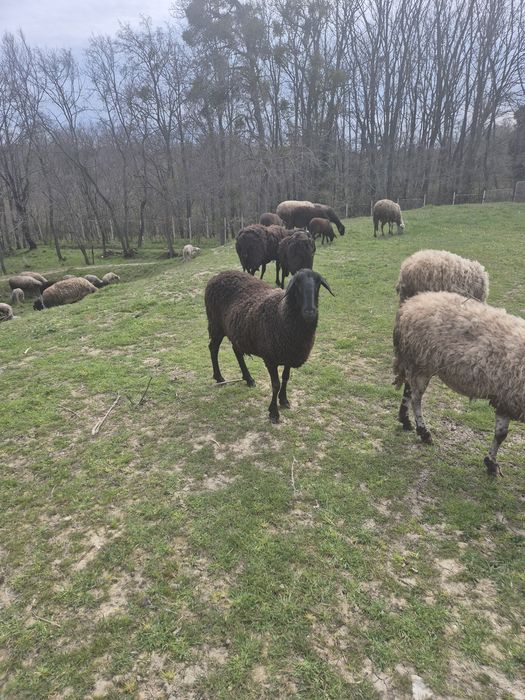 Продавам 2 овце 1 коза ялови  за клане