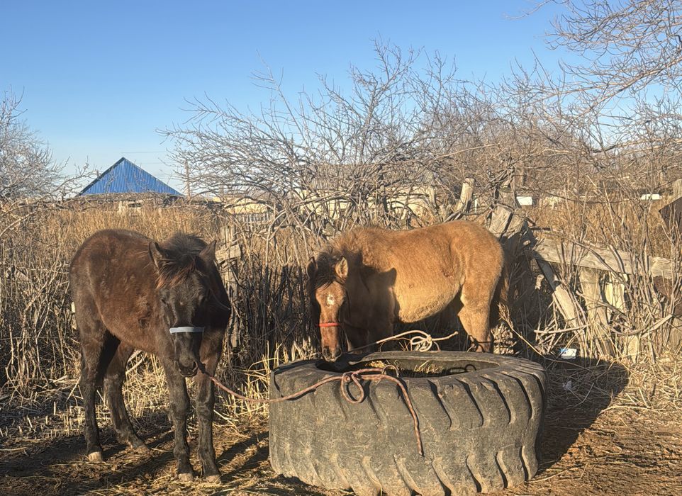 2 ірі ұрғашы жабағы сатылады