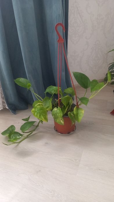 Комнатние растения