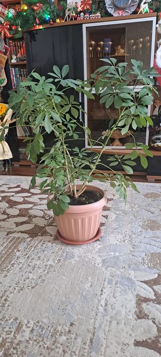 Цветок  Шеффлера