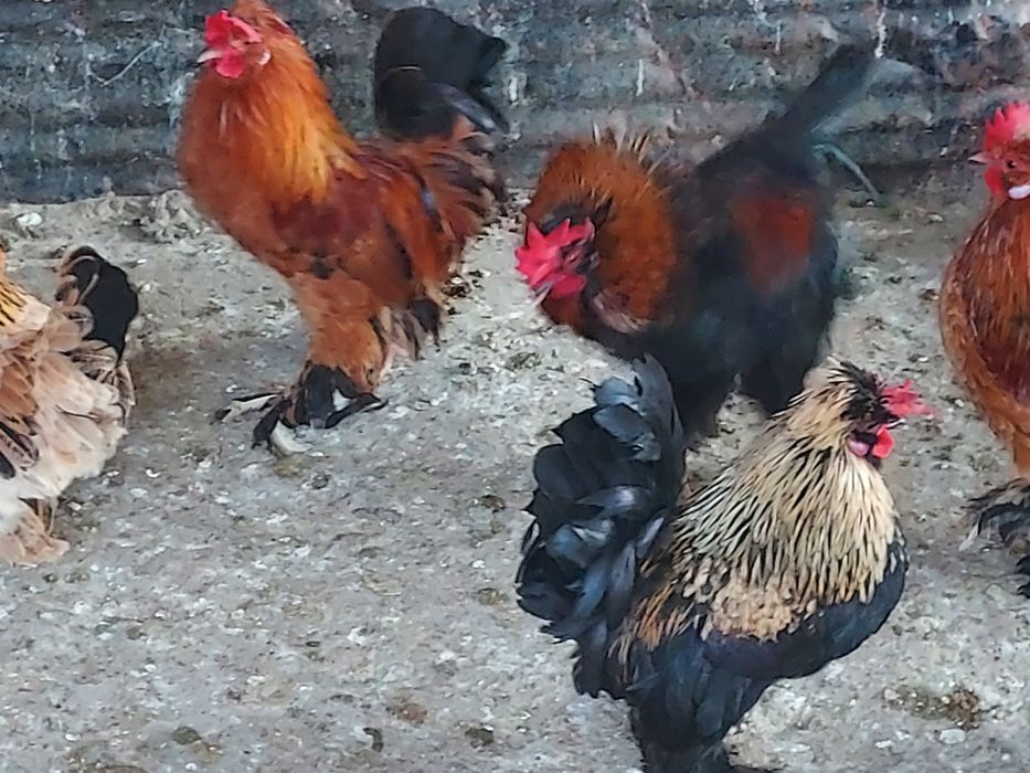 Găinile și cocoșei de vânzare
