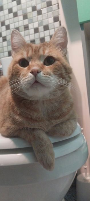 Отдам котика в хорошие руки