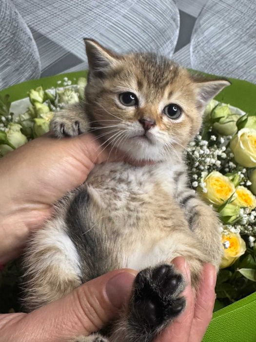 шиншиллы плюшевые малыши