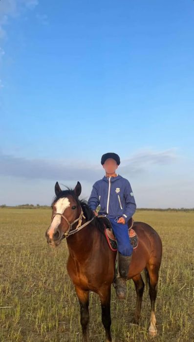 Айғыр сатылады көкпарға