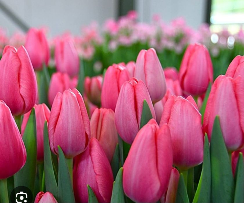 Цветы  тюльпаны  оптом  и  в розницу