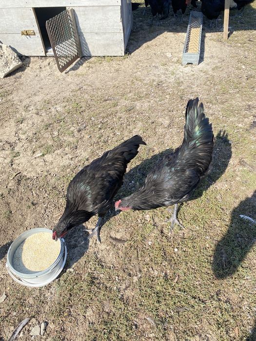 Cocosi australorp