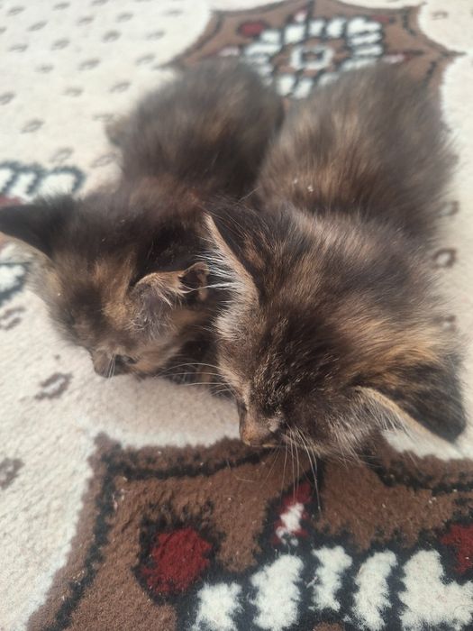Котенок отдам даром
