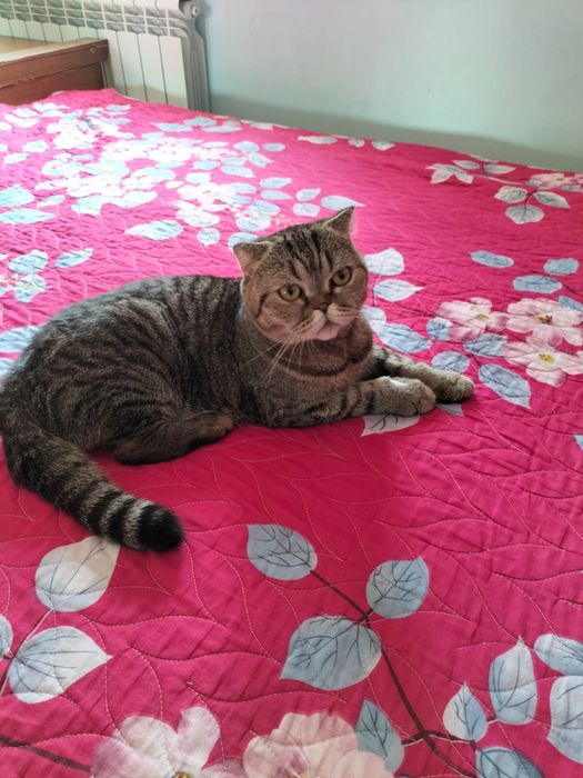 Кошка скоттиш страйт