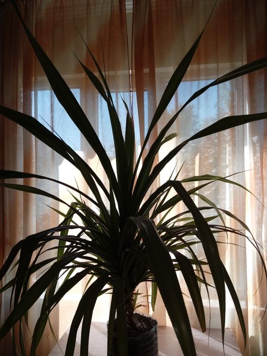 Комнатные растения