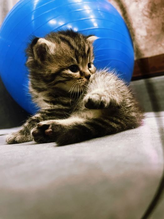 Котята шиншилята