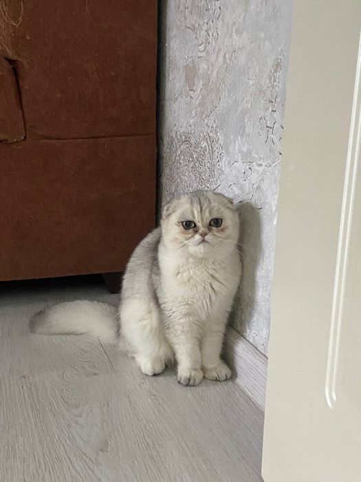 Отдам двух кошек бесплатно