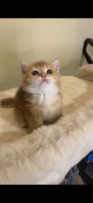 Чистокровный британский котонек.