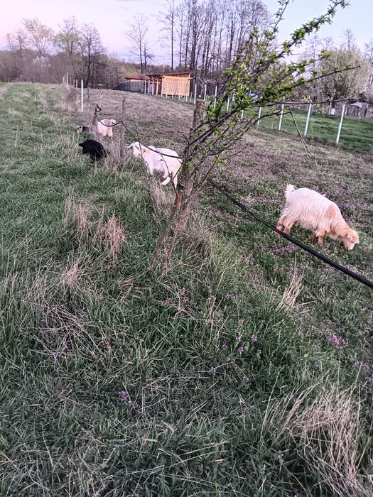 Vand sau schimb cu oi