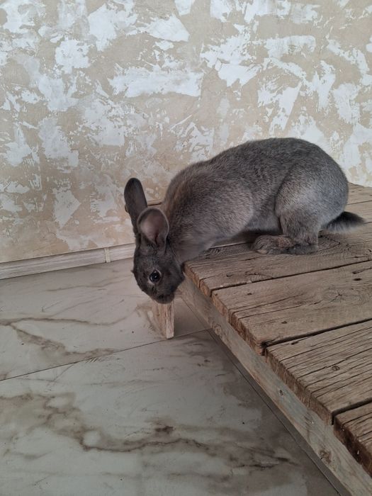 Продам Кролика.Самка 4.5 месяца.