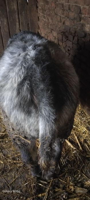 Vitel frumos si gras de vinzare