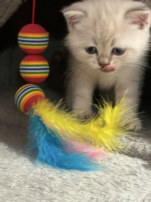 Шотландска Сребьрна чинчила