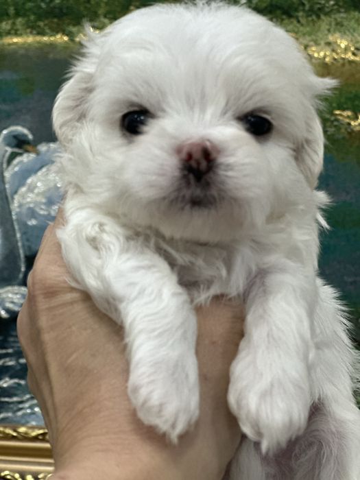 Шикарный мальчик мальтезе от привозных родителей