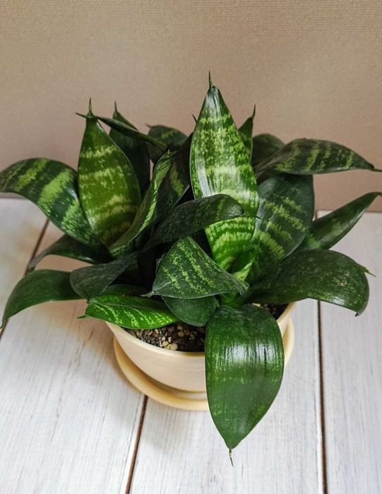 Сансевиерии Алматы