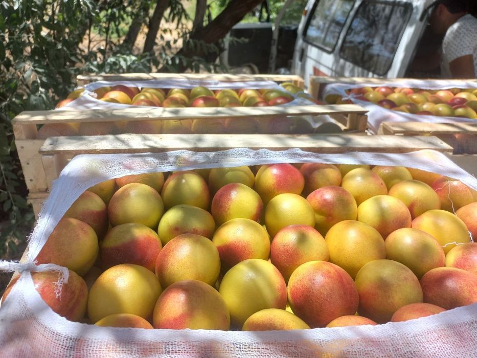 SHOFTOLI kuchatlarini Eng yangi sortlari bor maykris Amerika Vinnus