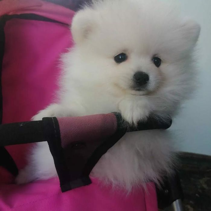 Продам белых щенков шпица.