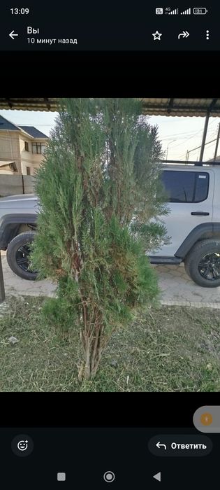 Продается сосны и елки