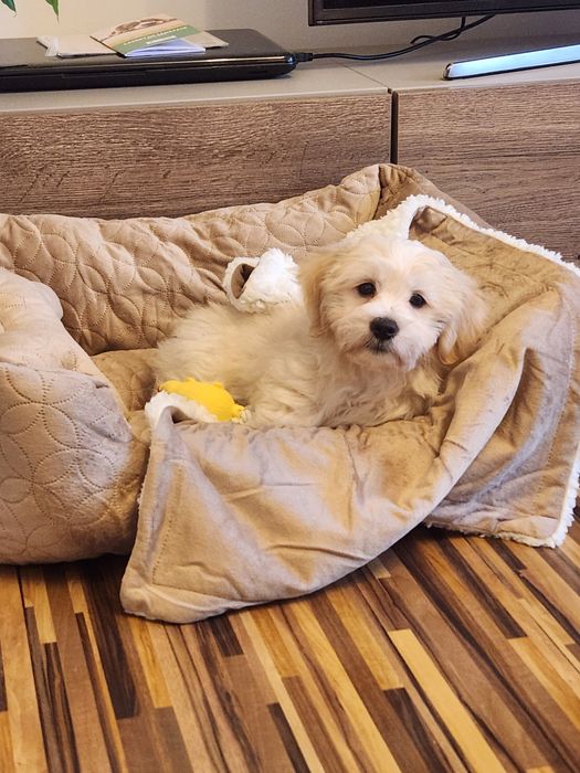 Bichon Mascul, 3 luni – cățel jucăuș și afectuos