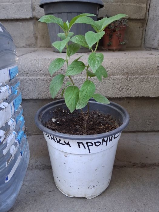 Гортензии метельчатые. Лучшие сорта..