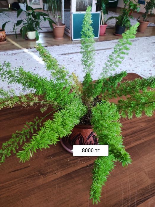 Комнатные растения