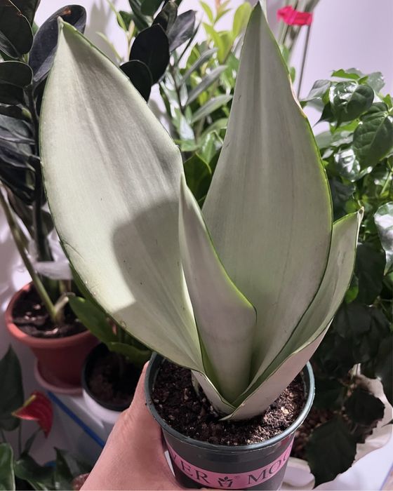 Комнатные растения