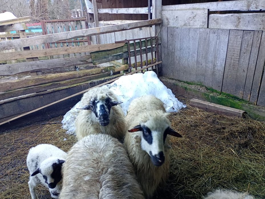 Vând 3 oi cu 3 mile și un berbec