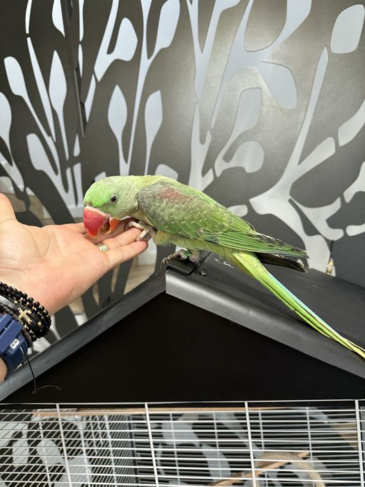 Papagali vorbitori pui blanzi Marele Alexandru Alexander