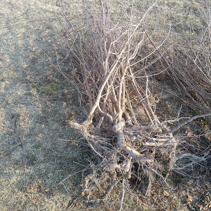 Yashil makon loyihasi uchun gilos koʻchatlari