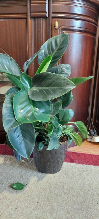 Продам филодендрон Империал Грин