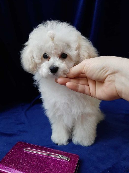 малышка той пудель