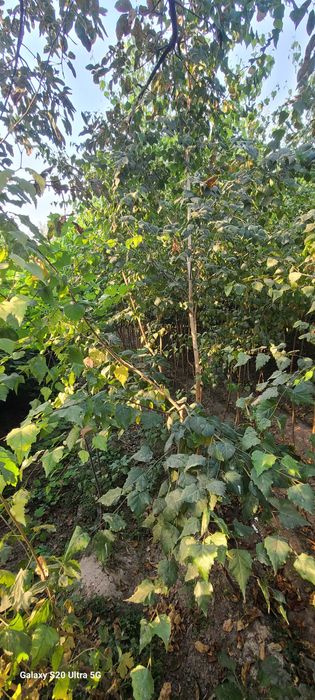 Берёза кучатлари сотилади