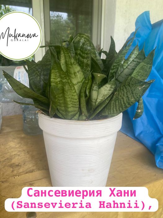 Сансевиерия Хани (Sansevieria Hahnii)