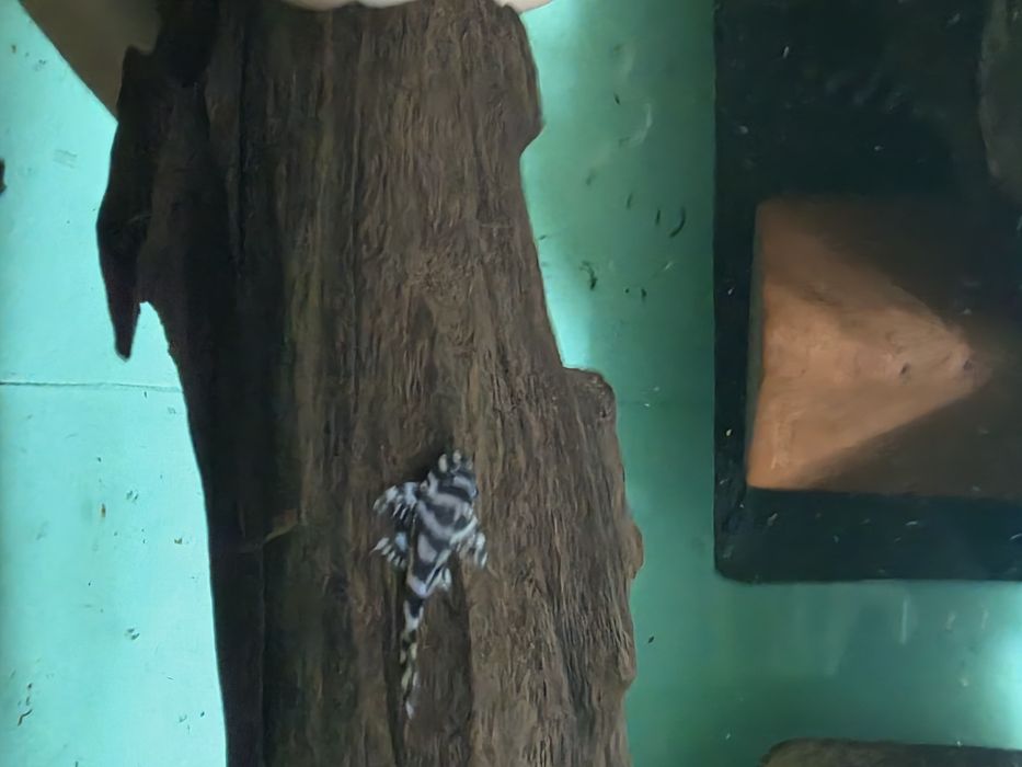 L236 pleco 3+ см.