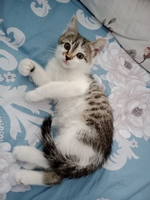 Отдам котят заботливым людям