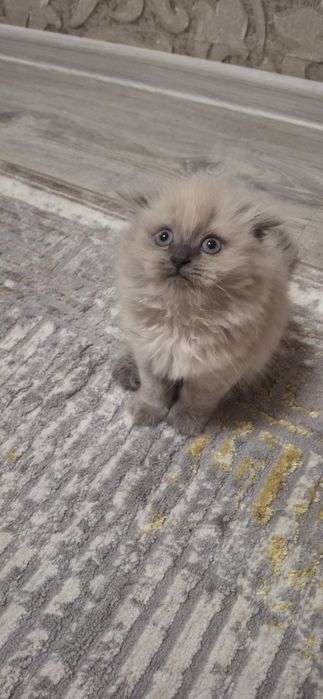 Котенок девочка пушистая