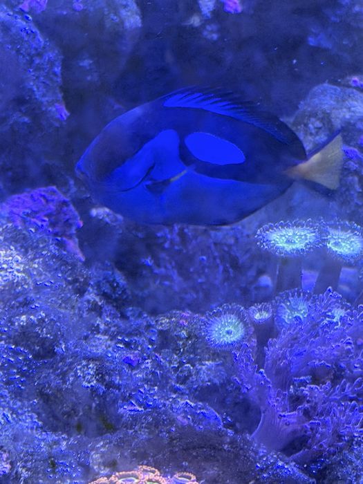 Морской аквариум