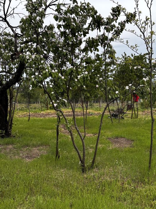 Titlu: Teren intravilan 1.700 mp + extravilan 17.800 mp – Valea Călugărească