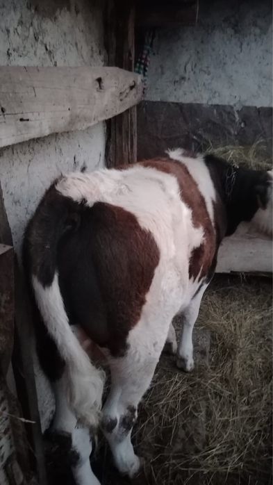 Продам бычок 7 месяцев