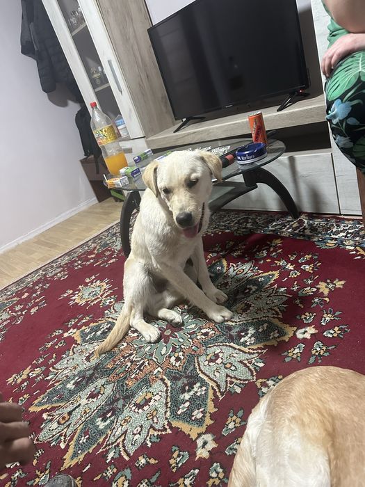 Donăm pui de Labrador unei familii responsabile. Nu îl dăm pentru a fi ținut în lanț.